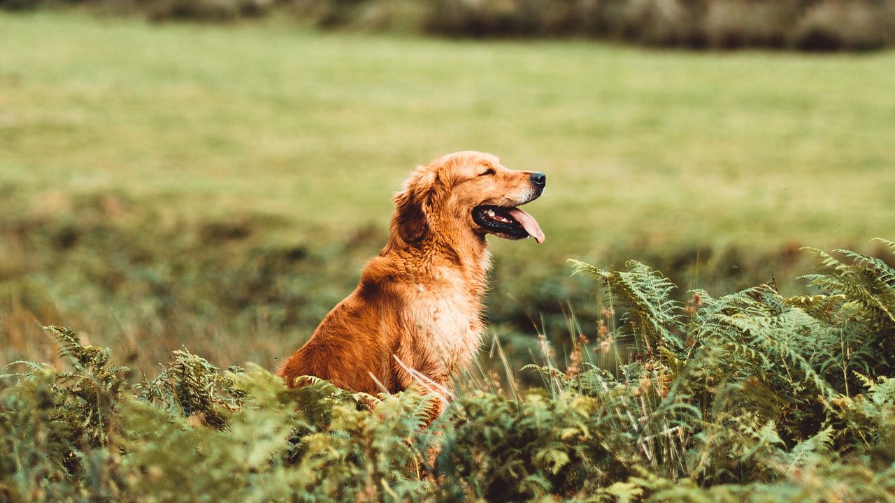 Wallpaper golden retriever, retriever dog, protruding tongue, grass