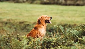 Preview wallpaper golden retriever, retriever dog, protruding tongue, grass