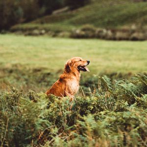 Preview wallpaper golden retriever, retriever dog, protruding tongue, grass