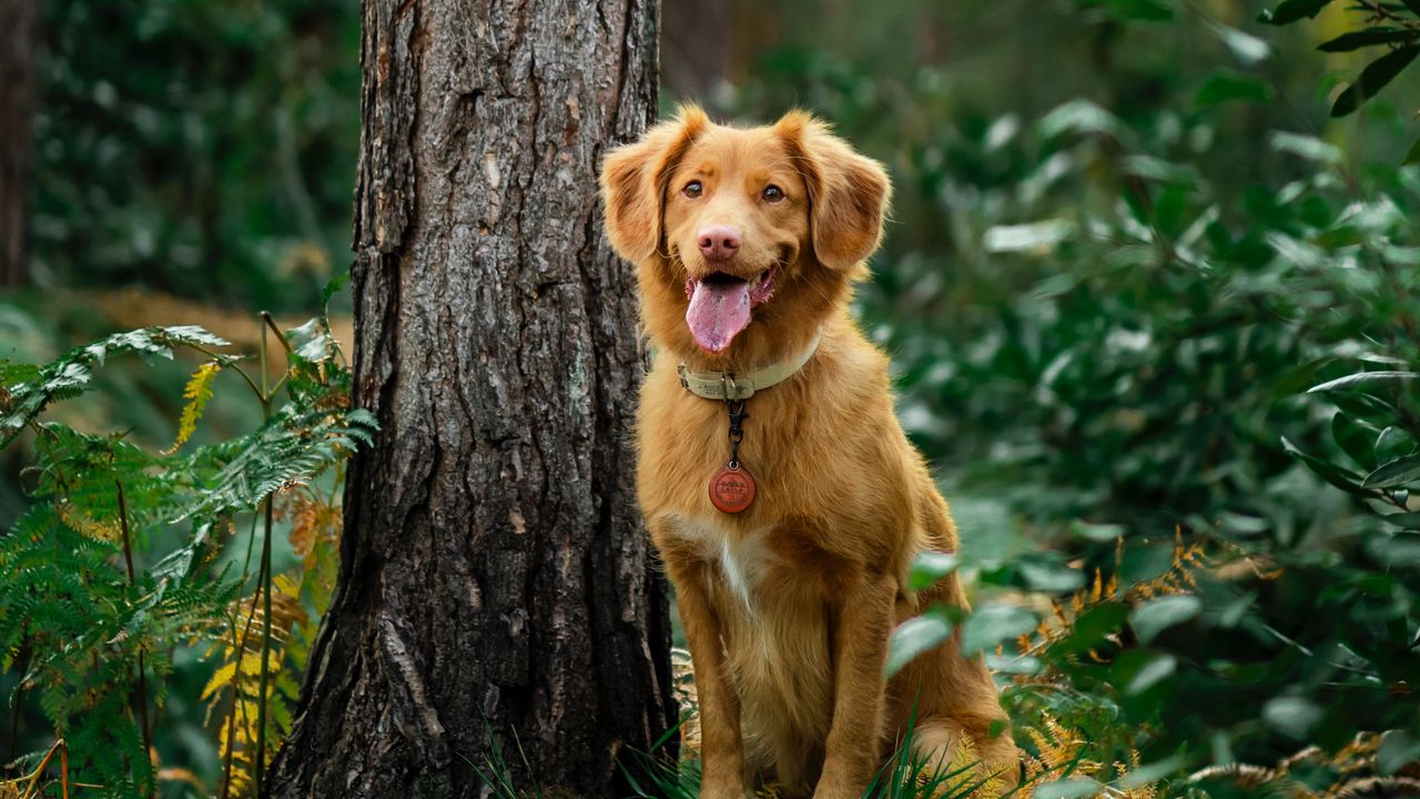 Wallpaper golden retriever, retriever dog, protruding tongue, tree