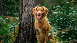 Preview wallpaper golden retriever, retriever dog, protruding tongue, tree