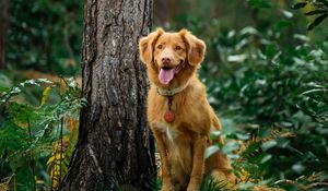 Preview wallpaper golden retriever, retriever dog, protruding tongue, tree