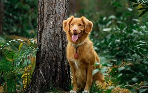 Preview wallpaper golden retriever, retriever dog, protruding tongue, tree