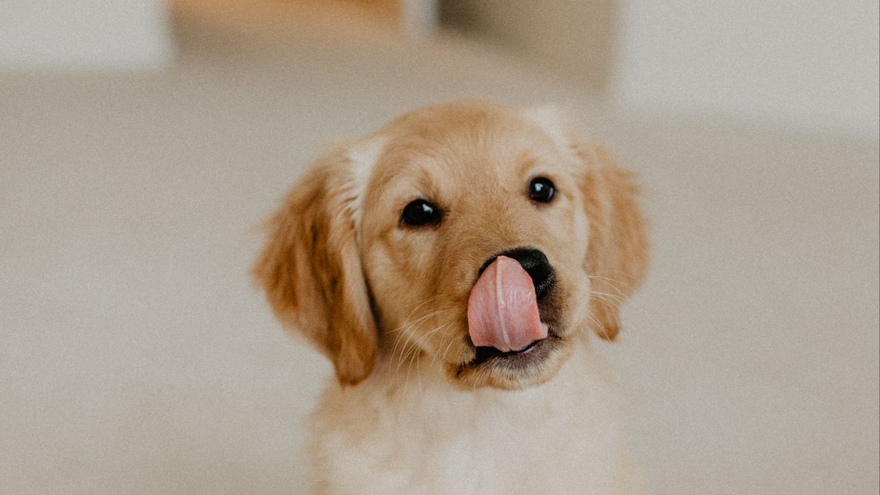 Wallpaper golden retriever, retriever, puppy, protruding tongue