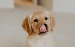 Preview wallpaper golden retriever, retriever, puppy, protruding tongue