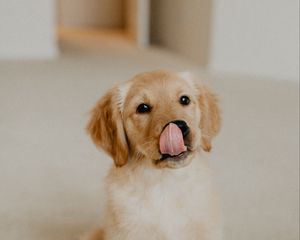 Preview wallpaper golden retriever, retriever, puppy, protruding tongue