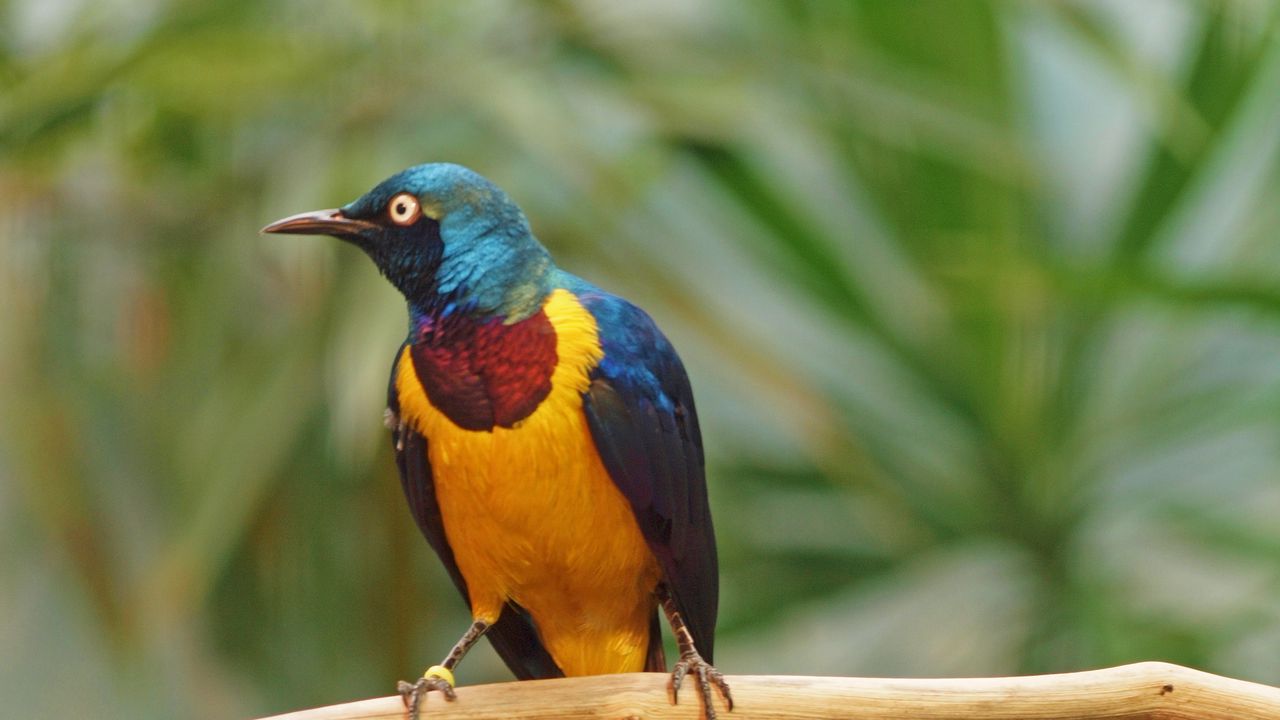 Wallpaper golden-breasted starling, bird, wildlife, blur