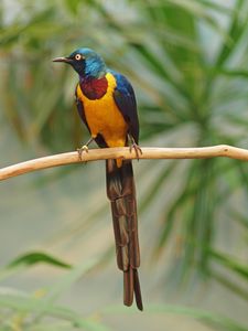 Preview wallpaper golden-breasted starling, bird, wildlife, blur