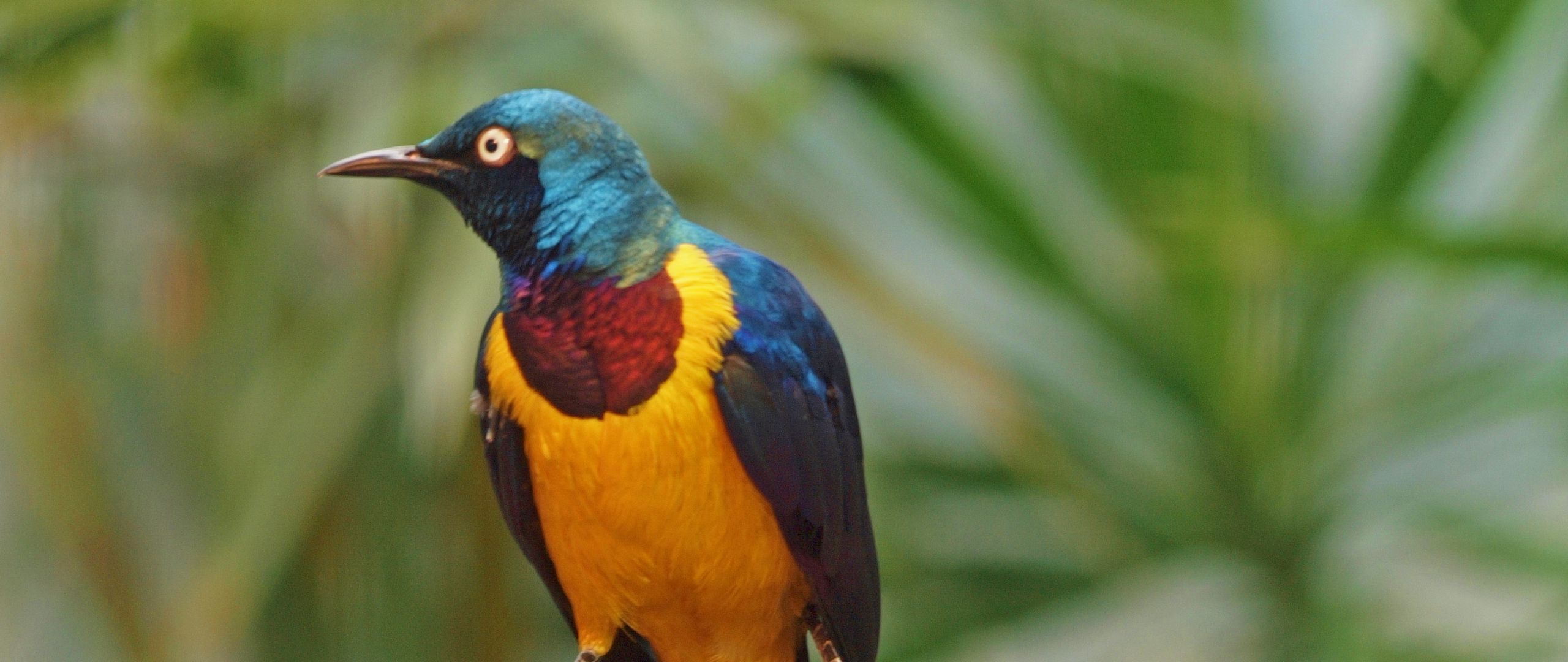 Download wallpaper 2560x1080 golden-breasted starling, bird, wildlife