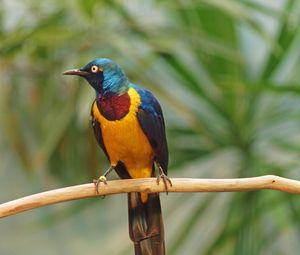 Preview wallpaper golden-breasted starling, bird, wildlife, blur