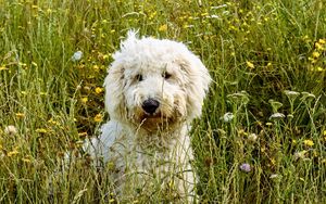 Preview wallpaper goldendoodle, dog, grass