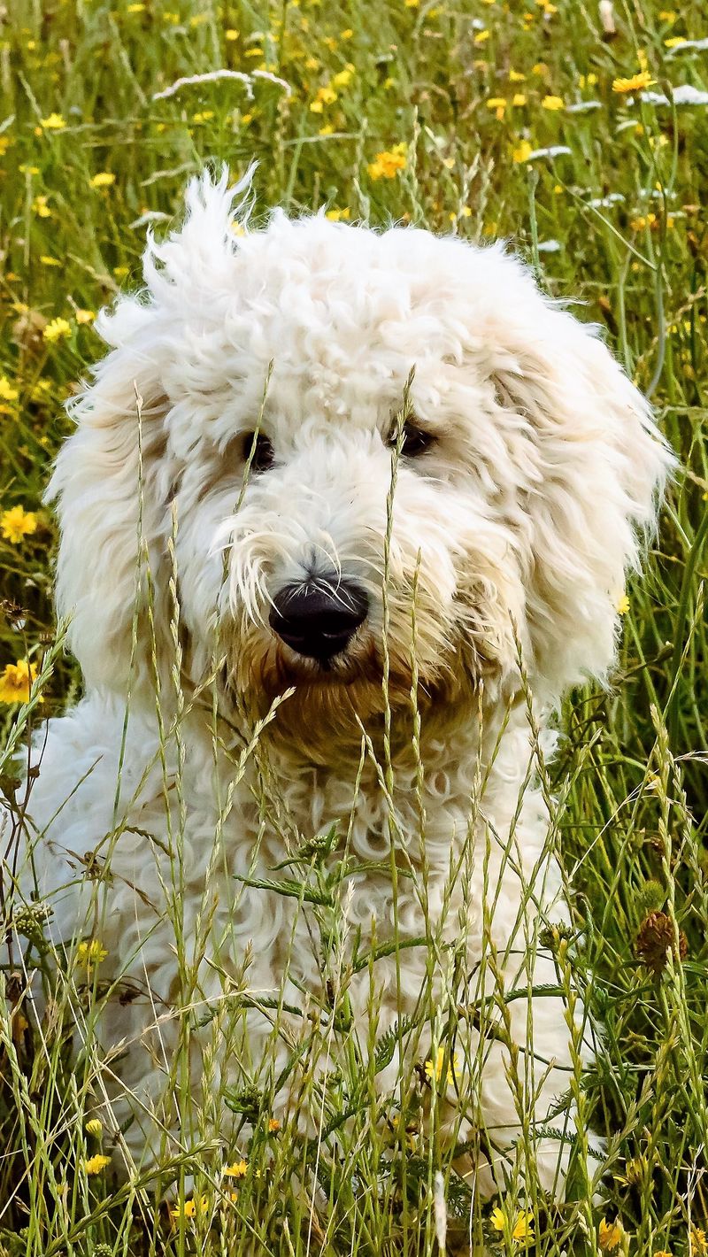 FileGoldendoodle standingjpg  Wikimedia Commons