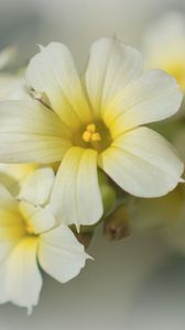 Preview wallpaper golden-eyed-grass, flowers, petals, white, macro