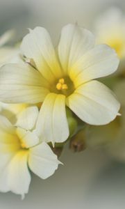 Preview wallpaper golden-eyed-grass, flowers, petals, white, macro