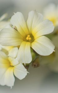 Preview wallpaper golden-eyed-grass, flowers, petals, white, macro