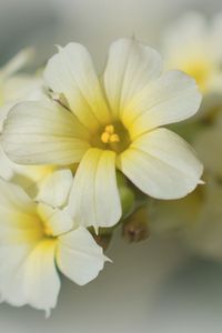 Preview wallpaper golden-eyed-grass, flowers, petals, white, macro