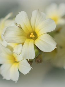 Preview wallpaper golden-eyed-grass, flowers, petals, white, macro