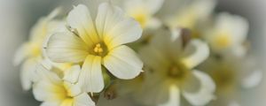 Preview wallpaper golden-eyed-grass, flowers, petals, white, macro