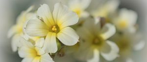 Preview wallpaper golden-eyed-grass, flowers, petals, white, macro