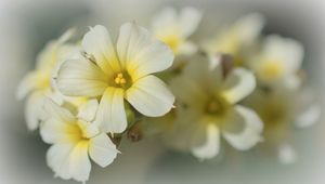 Preview wallpaper golden-eyed-grass, flowers, petals, white, macro