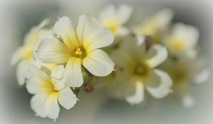 Preview wallpaper golden-eyed-grass, flowers, petals, white, macro