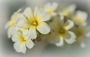 Preview wallpaper golden-eyed-grass, flowers, petals, white, macro