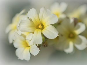 Preview wallpaper golden-eyed-grass, flowers, petals, white, macro