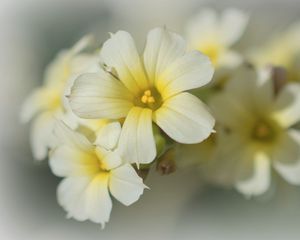 Preview wallpaper golden-eyed-grass, flowers, petals, white, macro