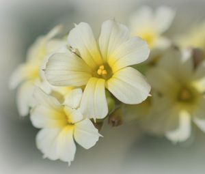 Preview wallpaper golden-eyed-grass, flowers, petals, white, macro