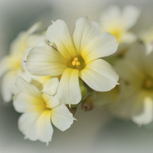 Preview wallpaper golden-eyed-grass, flowers, petals, white, macro