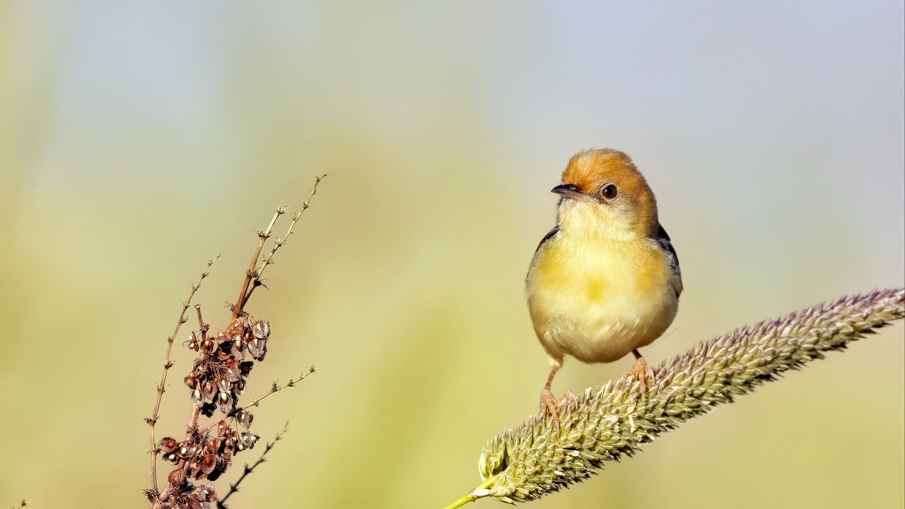 Wallpaper golden-headed cisticola, bird, wildlife, blur