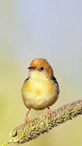 Preview wallpaper golden-headed cisticola, bird, wildlife, blur