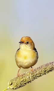 Preview wallpaper golden-headed cisticola, bird, wildlife, blur