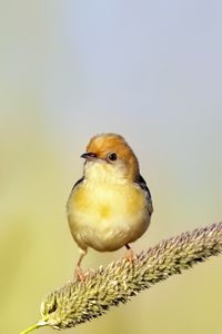 Preview wallpaper golden-headed cisticola, bird, wildlife, blur