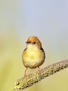 Preview wallpaper golden-headed cisticola, bird, wildlife, blur