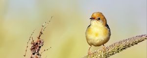 Preview wallpaper golden-headed cisticola, bird, wildlife, blur