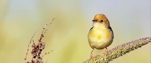 Preview wallpaper golden-headed cisticola, bird, wildlife, blur