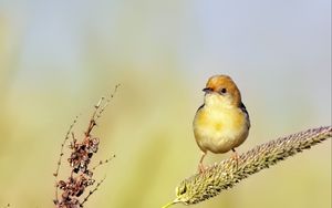 Preview wallpaper golden-headed cisticola, bird, wildlife, blur