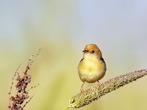 Preview wallpaper golden-headed cisticola, bird, wildlife, blur