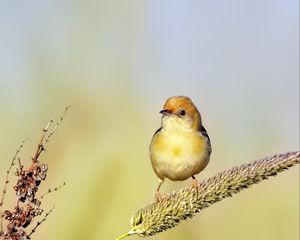 Preview wallpaper golden-headed cisticola, bird, wildlife, blur