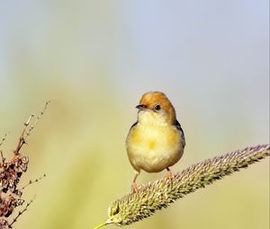 Preview wallpaper golden-headed cisticola, bird, wildlife, blur