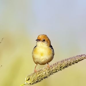 Preview wallpaper golden-headed cisticola, bird, wildlife, blur