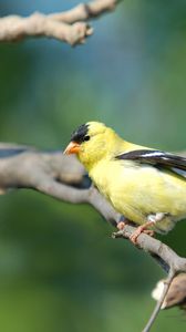 Preview wallpaper goldfinch, bird, branch, sit, blurring