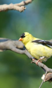 Preview wallpaper goldfinch, bird, branch, sit, blurring