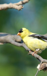 Preview wallpaper goldfinch, bird, branch, sit, blurring