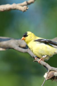 Preview wallpaper goldfinch, bird, branch, sit, blurring