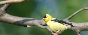 Preview wallpaper goldfinch, bird, branch, sit, blurring