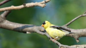 Preview wallpaper goldfinch, bird, branch, sit, blurring