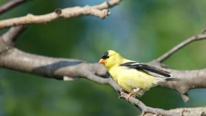 Preview wallpaper goldfinch, bird, branch, sit, blurring