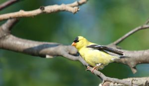 Preview wallpaper goldfinch, bird, branch, sit, blurring